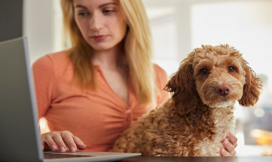 10 questions pour trouver la meilleure assurance pour animaux de compagnie