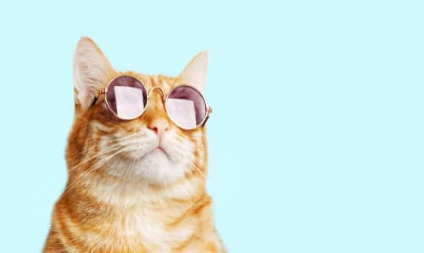 Seguro médico para mascotas: ¿útil o innecesario?