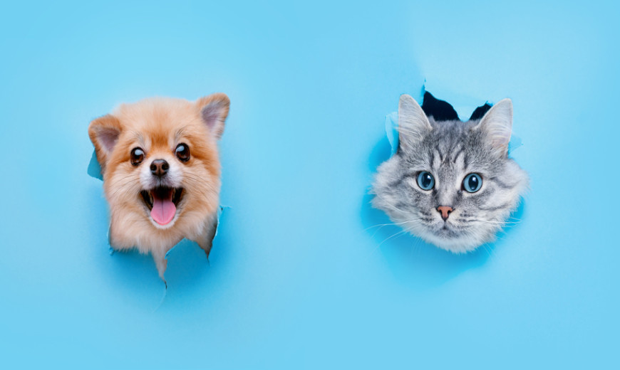 Avantages de l'assurance pour animaux de compagnie